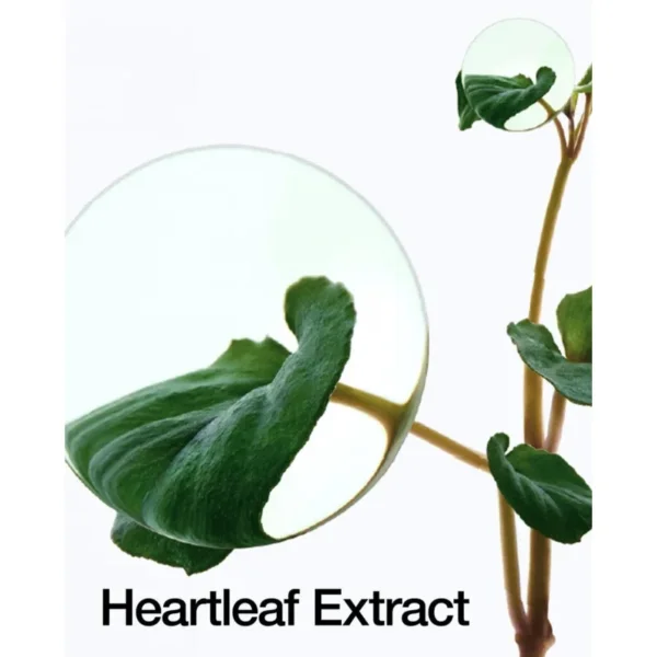 تونر 77% هارتليف من ANUA لتهدئة البشرة Heartleaf 77% Soothing – منتجات كورية